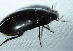 Hydrobiomorpha casta