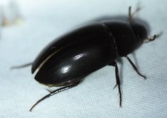 Hydrobiomorpha casta