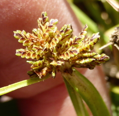 Cyperus difformis