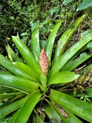 Guzmania berteroniana