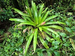 Guzmania berteroniana