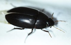 Hydrobiomorpha casta