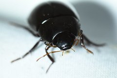 Hydrobiomorpha casta