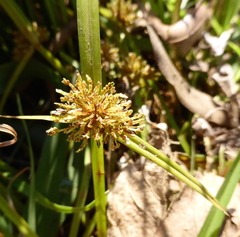 Cyperus difformis