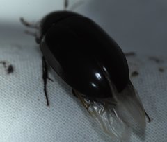 Hydrobiomorpha casta