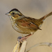 Swamp Sparrow - Photo (c) Ad Konings, some rights reserved (CC BY-NC), uploaded by Ad Konings