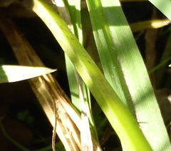 Cyperus difformis