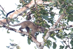 Arctogalidia trivirgata