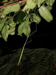 Candovia annulata