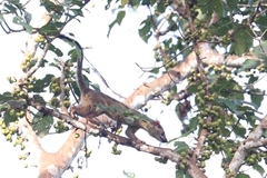 Arctogalidia trivirgata