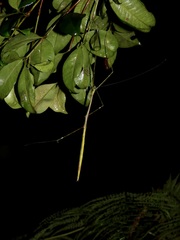 Candovia annulata