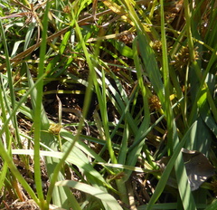 Cyperus difformis