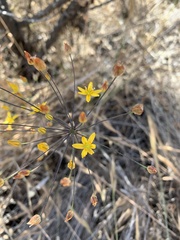 Bloomeria clevelandii