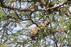 Arctogalidia trivirgata