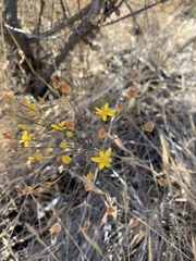 Bloomeria clevelandii