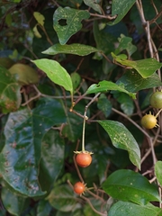 Lycianthes lenta