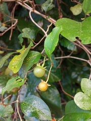 Lycianthes lenta
