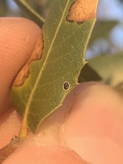 Tetraleurodes perileuca