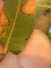 Tetraleurodes perileuca