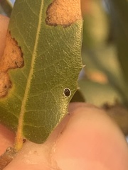 Tetraleurodes perileuca