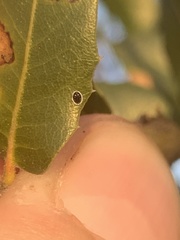 Tetraleurodes perileuca