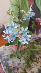 Oxypetalum coeruleum