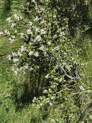 Nematolepis ovatifolia