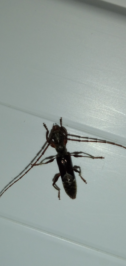 Tetraopidion mucoriferum