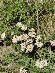 Pimelea alpina