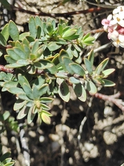 Pimelea alpina