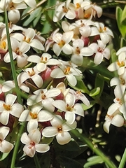 Pimelea alpina