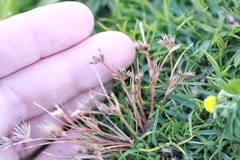 Juncus ranarius