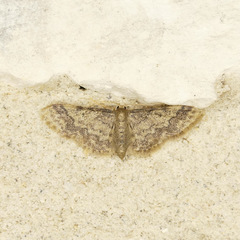 Idaea furciferata