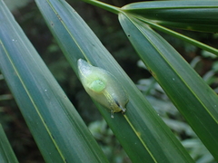 Gaeotis nigrolineata