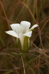 Gentiana pennelliana