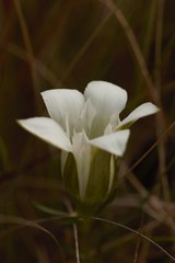 Gentiana pennelliana