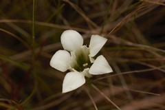 Gentiana pennelliana