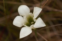 Gentiana pennelliana