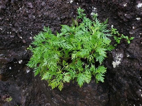 Artemisia australis