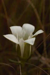 Gentiana pennelliana