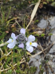 Euphrasia collina lapidosa