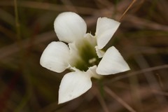 Gentiana pennelliana