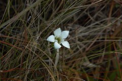 Gentiana pennelliana