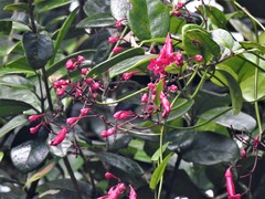 Ipomoea repanda