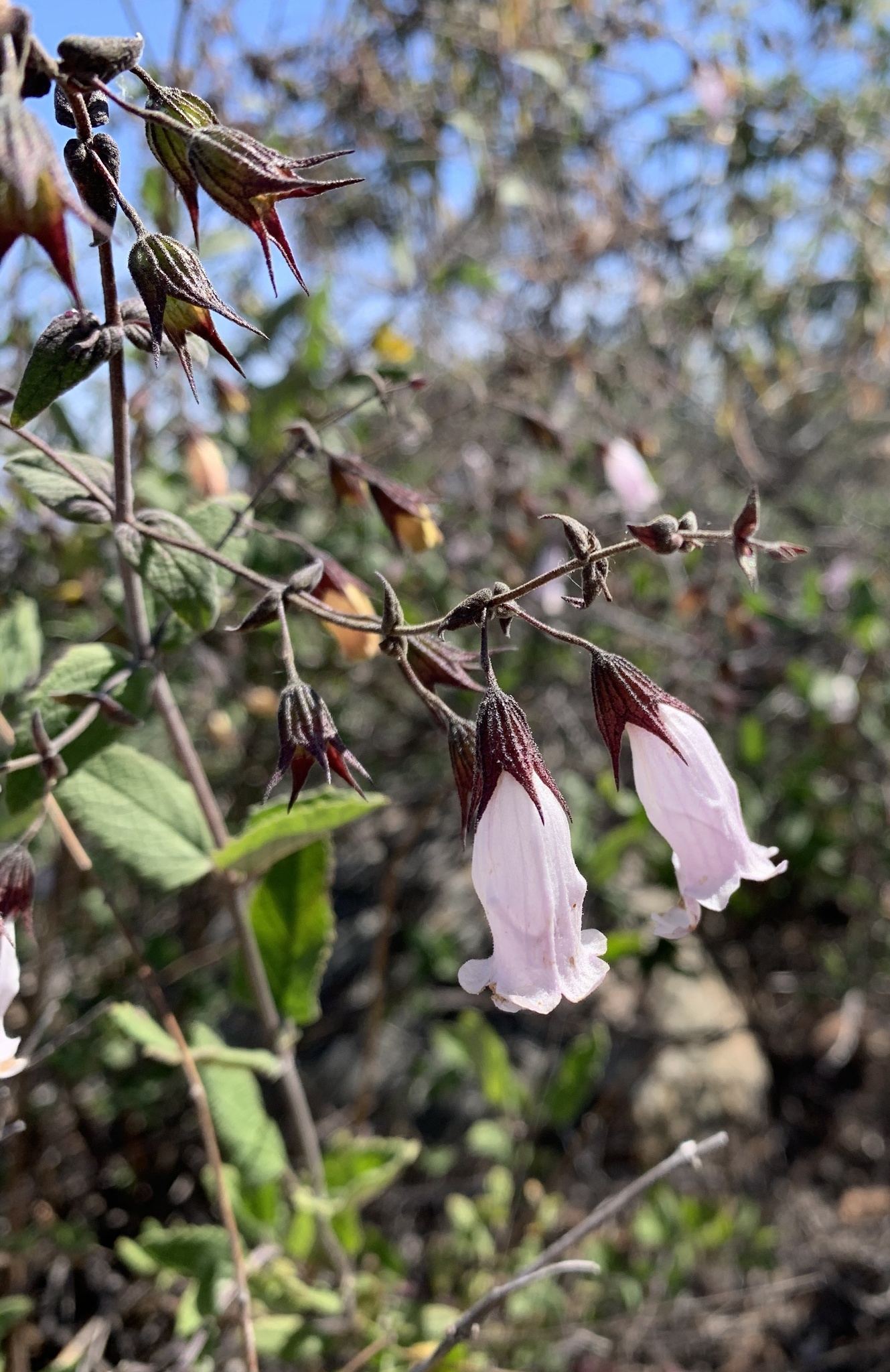 Lepechinia ganderi
