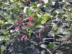 Ipomoea repanda