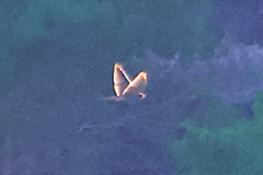 Accipiter nisus granti