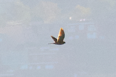 Accipiter nisus granti