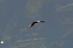 Accipiter nisus granti