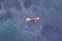 Accipiter nisus granti